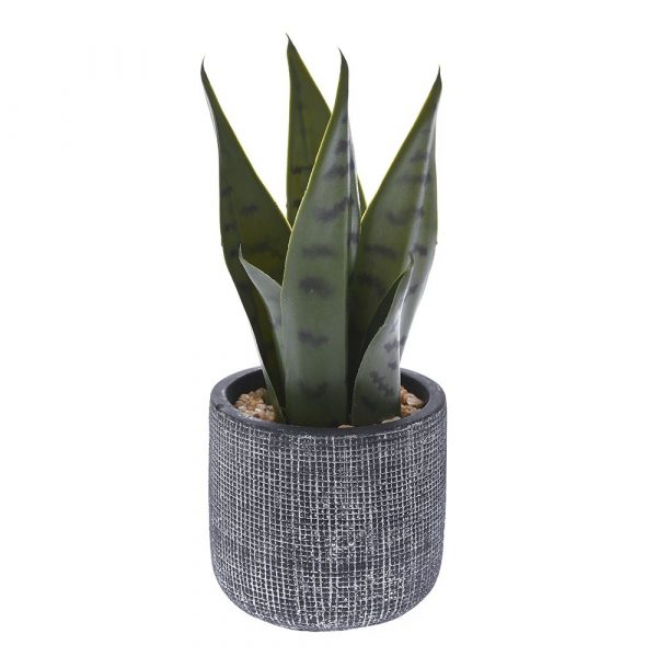 ΦΥΤΟ ΠΡΑΣΙΝΑΔΑ ΣΕ ΤΣΙΜΕΝΤΕΝΙΟ ΓΛΑΣΤΡΑΚΙ 24 ΕΚ. 77893