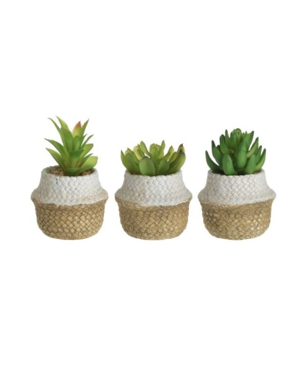 Κωδικός- 3-85-475-0243 ΦΥΤΟ ΣΕ ΓΛΑΣΤΡΑΚΙ 3 ΣΧΕΔΙΑ Φ10Χ14